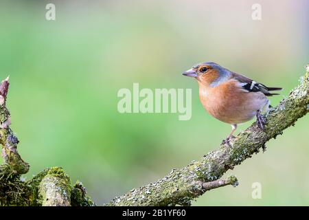 Männliches Chaffinch an einem Wintertag in Mittelwales Stockfoto