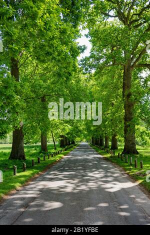 Avenue of Oak Trees by Pamphill Green, Nr Wimborne Dorset Stockfoto