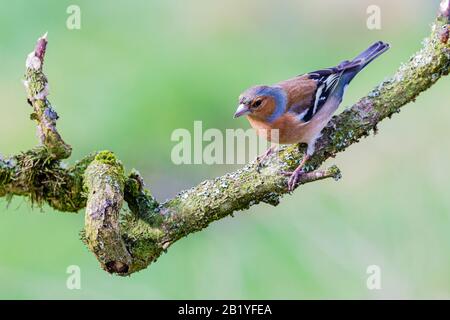 Männliches Chaffinch an einem Wintertag in Mittelwales Stockfoto