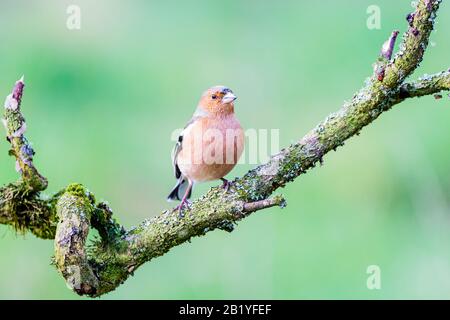 Männliches Chaffinch an einem Wintertag in Mittelwales Stockfoto