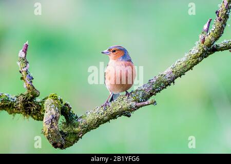 Männliches Chaffinch an einem Wintertag in Mittelwales Stockfoto