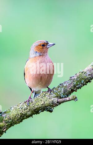 Männliches Chaffinch an einem Wintertag in Mittelwales Stockfoto