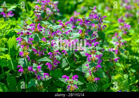 Violetter Blumenhintergrund, Lavendelfeld, verblüffter Effekt. Provence Stil. Kräuterblumen in gedämpften Tönen Stockfoto