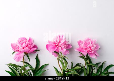 Blumenzusammensetzung. Rahmen aus rosa weißen pfironigen Blumen auf weißem Hintergrund. Flaches Lay, Draufsicht, Kopierraum, Hochzeit, Geburtstag, ostern, Mutter Wom Stockfoto