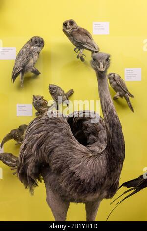 Großbritannien, England, London, Natural History Museum Stockfoto