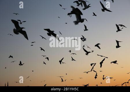 Eine Möhre im Flug. Sonnenuntergang. Istanbul. Türkei. Stockfoto