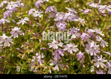 Phlox divaricata Phlox divaricata. Blauer phlox Closeup Stockfoto