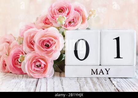Weiße Holzkalendare mit dem Datum 1. Mai und rosafarbene Ranunculus Blumen über einem Holztisch. Selektiver Fokus mit verschwommenem Hintergrund. Stockfoto