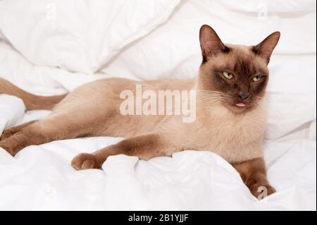 Schöne Siamkatze, die auf einem gemütlichen Bett mit der Zunge liegt Stockfoto