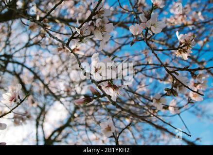 Ein weiter Blick auf einen blühenden Baum und den blauen Himmel Stockfoto