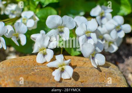 Weiße Viola odorata Blumen, die zwischen Steinen wachsen Stockfoto