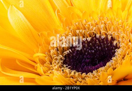 Makroaufnahme einer schönen gelben Sonnenblume Stockfoto