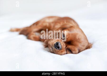 Süßer Hündchen aus Kavalierspaniel schlafend Stockfoto