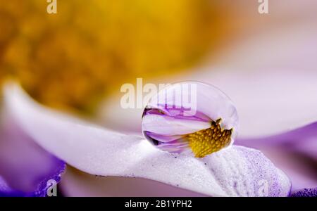 Nahaufnahme eines Wassertropfens mit Spiegelung am Ende eines Blumenpetals Stockfoto