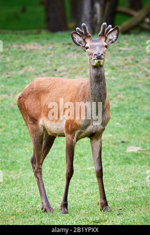 Roter Deer männlich auf Wiese Stockfoto