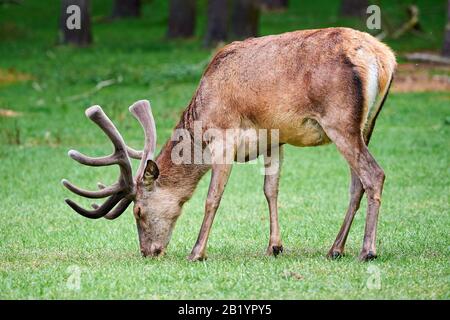 Roter Deer männlich auf Wiese Stockfoto