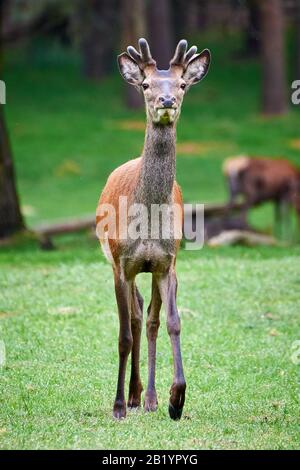 Junger Roter Deer in der Nähe von Wald Stockfoto