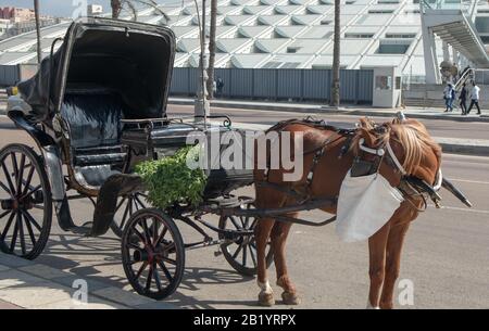 Pferdewagen alter Wagen - hantour in Ägypten Alexandria Stockfoto