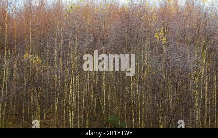 Künstlerische abstrakte und impressionistische Fotografie in Farbtönen und Farbtönen der Wälder und Wälder von Cannock Chase, die Elemente von Design Co zeigen Stockfoto