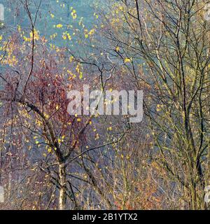 Herbstmischwald mit vielen Laub- und Nadelbäumen in den schönen Wald- und Waldgebieten von Cannock Chase an Area of Outstanding Na Stockfoto