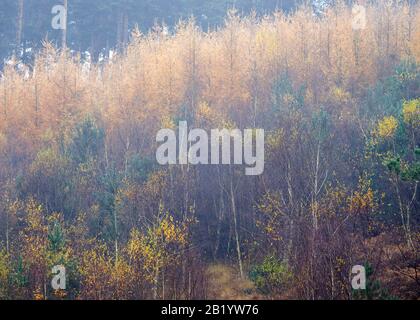 Herbstmischwald mit vielen Laub- und Nadelbäumen in den schönen Wald- und Waldgebieten von Cannock Chase an Area of Outstanding Na Stockfoto