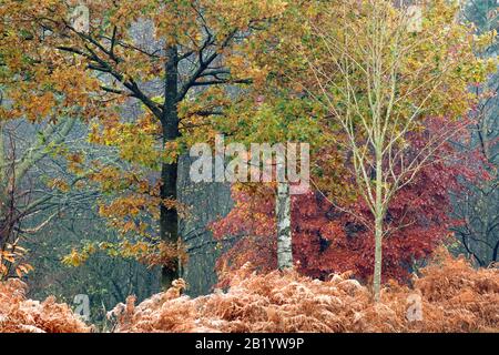 Herbstmischwald mit vielen Laub- und Nadelbäumen in den schönen Wald- und Waldgebieten von Cannock Chase an Area of Outstanding Na Stockfoto