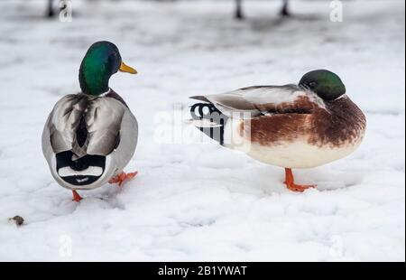 Mallard Ente in schneebedeckten Bedingungen in den Pavilion Gardens, Buxton, Derbyshire, als weitere Schneeverwehungen in Großbritannien eintreffen. Stockfoto