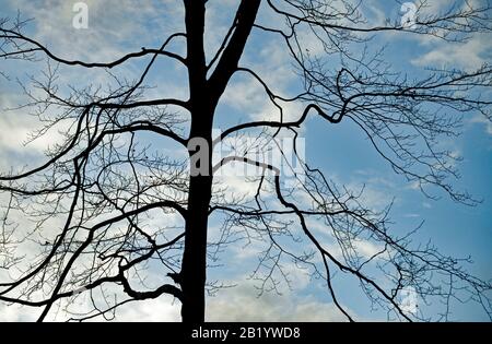 Laub Beech heißt Königin der Bäume, die hier in Silhouette gegen einen leuchtend blauen Winterhimmel in den schönen Wäldern und dem Wald gesehen werden Stockfoto