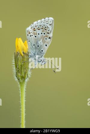 Ein männlicher blauer Schmetterling aus Chalkhill (Polyommatus Coridon) brütet mit Flügeln, die auf einem Blumenkopf geschlossen sind. Auf Cleeve Hill, Cheltenham, Stockfoto