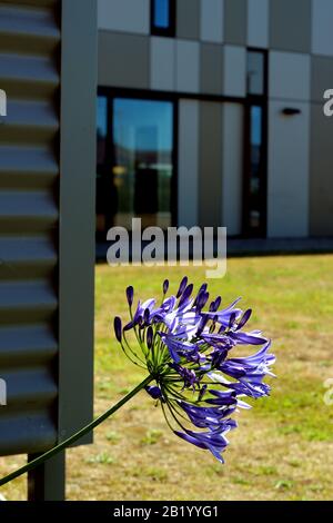 Das leuchtende Purpur der Agapanthus Blume in Christchurch, Neuseeland. Ursprünglich eine Gartenpflanze, wächst sie jetzt wild in vielen Teilen des Landes Stockfoto