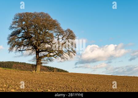 Eine Eiche in einem neu gepflügten Feld an einem schönen Tag im späten Winter, Herefordshire, Großbritannien Stockfoto