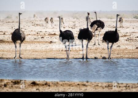 Eine Herde Von Strauchern am Wasserloch im Etosha-Nationalpark Stockfoto