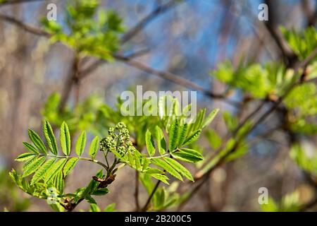 Flauschiges, grünes, geschnitztes und frisches Blatt eines Bergaschenbaums mit Schwellenknospen von Blumen an einem weichen Stamm wächst an einem sonnigen Frühlingstag gegen einen Backgroschen Stockfoto