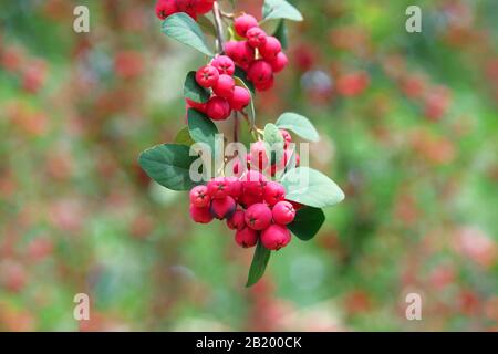 Viele rote kleine Obstparadiesäpfel am Baumzweig. Hintergrundunschärfe. Herbsternte. Stockfoto