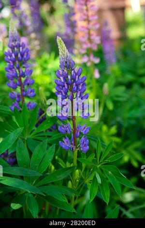 Violetter und violetter Lupinenbund. Lupin auf verschwommenem sommerlichen Blumenhintergrund Stockfoto