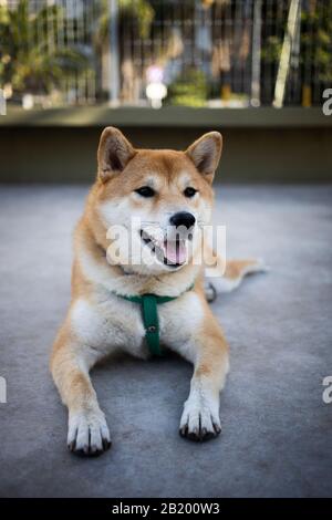 Porträt eines Shiba Inu Hundes, der auf dem Boden auf einem Hundepark in Buenos Aires, Argentinien, liegt Stockfoto