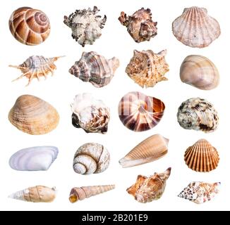 Sammlung verschiedener Muscheln, die auf weißem Hintergrund geschnitten sind Stockfoto