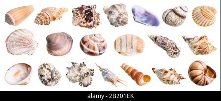 Verschiedene Muscheln werden auf weißem Hintergrund geschnitten Stockfoto