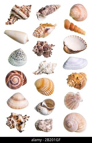 Collage aus verschiedenen Muscheln auf weißem Hintergrund Stockfoto