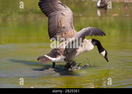 Eine kanadargans, die vom Wasser abzieht Stockfoto