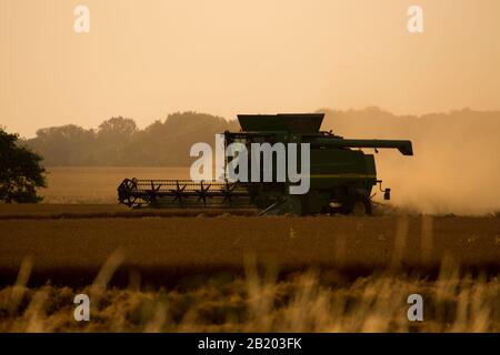 Ein Feldhäcksler, der an einem Sommerabend kurz vor Sonnenuntergang Weizen erntet Stockfoto