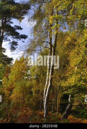 Silberbirken und kiefern im Frühherbst Stockfoto