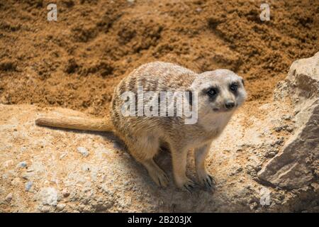 Meerkat, es ist ein kleines karivores Tier Stockfoto