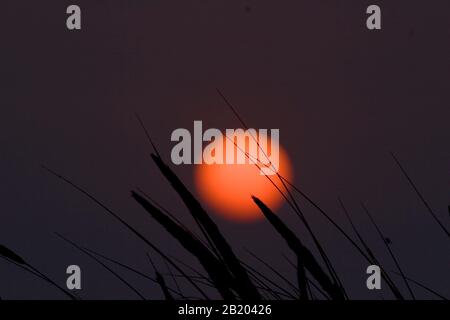 Sommerlicher Ernteuntergang mit langen Gräsern im Vordergrund Stockfoto