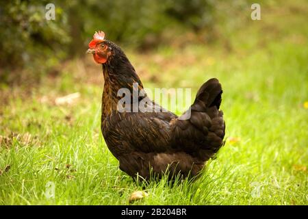 Ein Roter Hen aus Rhode Island, der im Gras verwächst Stockfoto