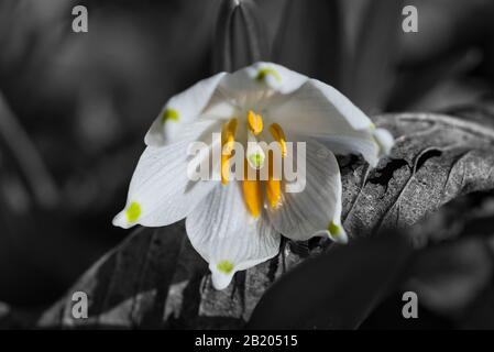 Federknoten-Blüte Stockfoto