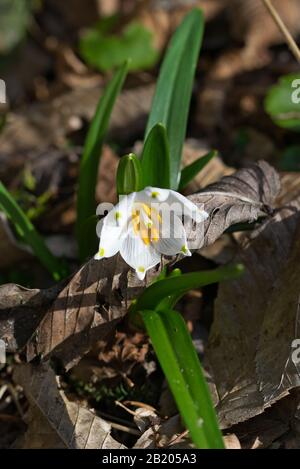 Federknoten-Blüte Stockfoto