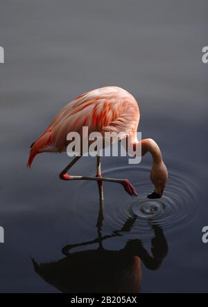 Ein orangefarbener oder pinker chilenischer Flamingo, der im Wasser weht Stockfoto