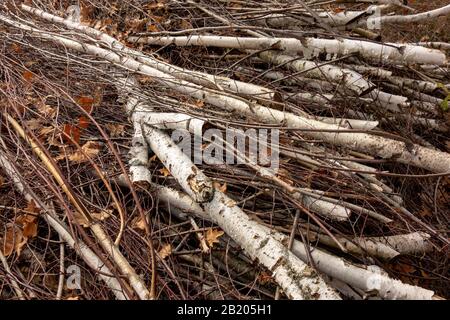 Waldbäume beschneiden sich. In Holz beschnittene Birkenzweige. Ökologie Kraftstoff und Umwelt Naturpflege. Trockene Zweige und Holzstämme stapelten sich auf der Landseite Stockfoto