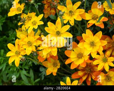 Gelbe und orangefarbene Blumen der zarten Sommerbettwäsche und des Behälters anual. Bidens "heiß und Würzig" Stockfoto